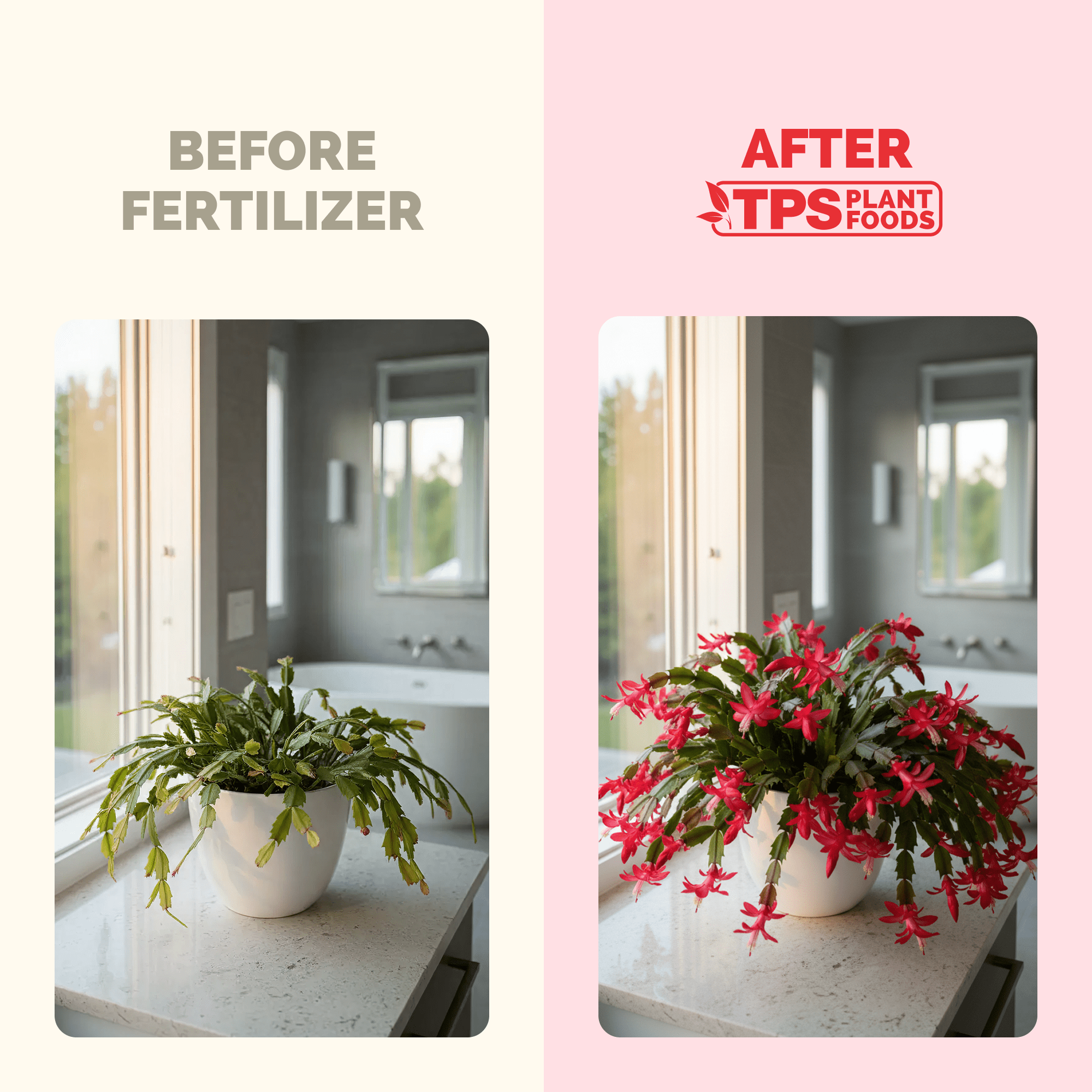 Christmas Cactus Fertilizer for All Christmas Cacti and Schlumbergera Cacti, Liquid Plant Food, 32 oz (1 Quart)