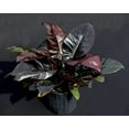 thumbnail image 4 of Black Cardinal Philodendron - Live Plant in a 4 Inch Pot - Philodendron Erubescens - Extremely Rare and Beautiful Indoor Houseplant - A Rare Tropical Masterpiece, 4 of 5