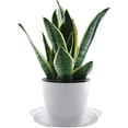 thumbnail image 3 of 20 Pack Clear Plastic Plant Saucer Drip Trays Large Plant Plate Dish for Indoor Flower Pots and Planters, Bulk - 6/8/10/12 Inches(Optional), 3 of 7