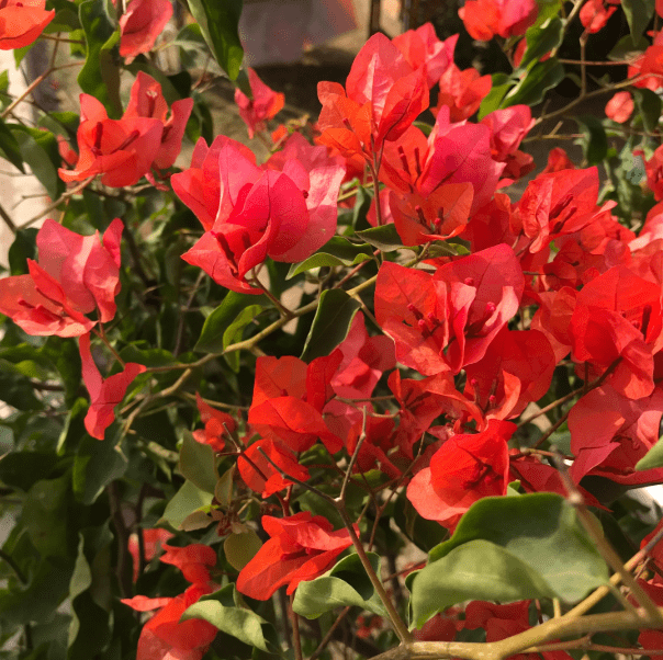 Red Bougainvillea Plant Live for Planting, Ornamental Flower Plant for Outdoor 6 to 8 Inch Tall