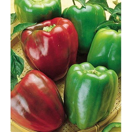 Lady Bell Red Pepper Plant- Two (2) Live Plants - Not Seeds -Each 4