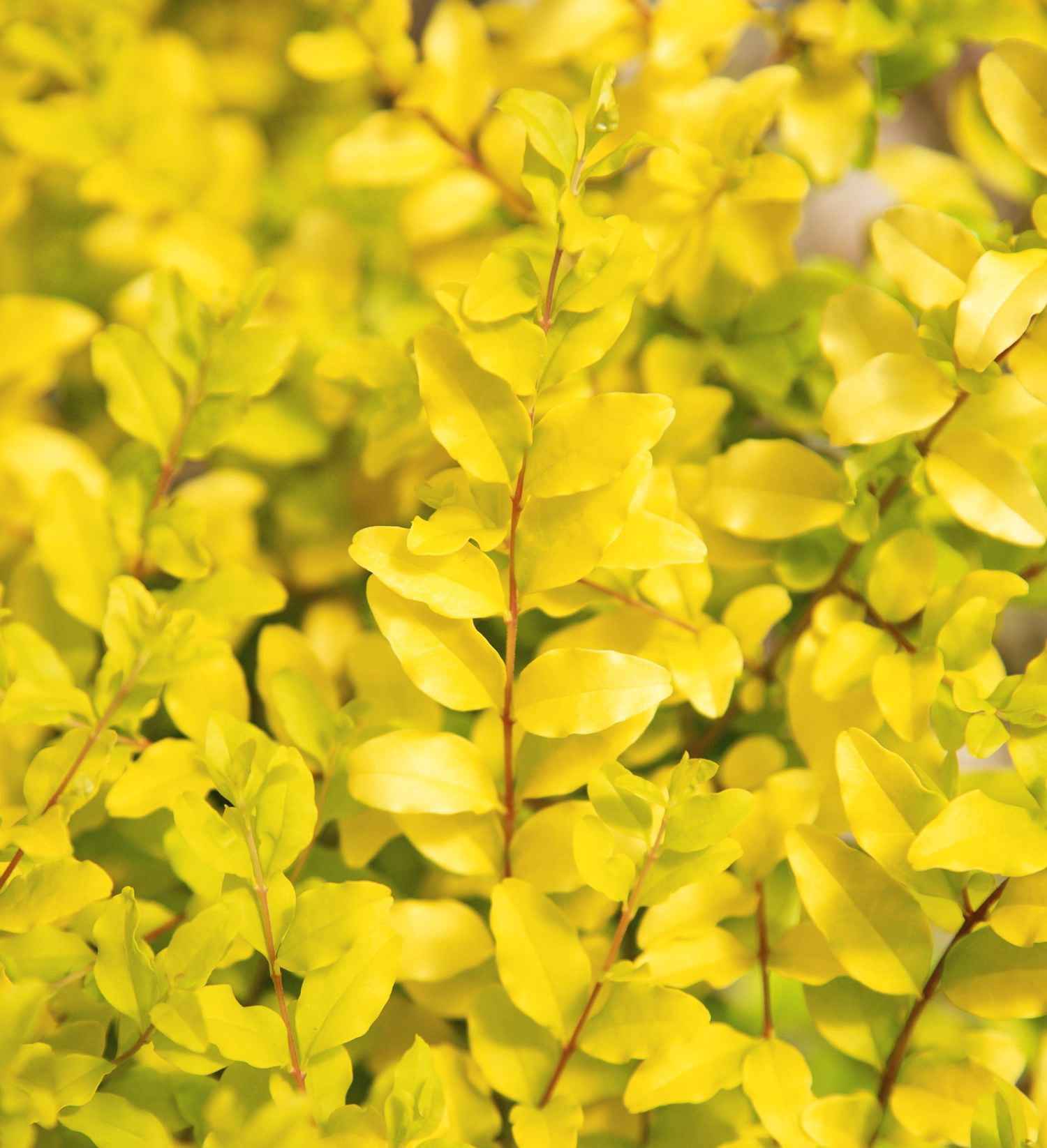Southern Living Sunshine Ligustrum Live Shrub in 2.5-Quart Grower Pot