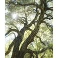 thumbnail image 2 of Talbot Frank, Christopher 15x17 White Modern Wood Framed Museum Art Print Titled - CA, San Diego Sunlight through a live oak tree, 2 of 4