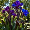 thumbnail image 4 of Canna, Low Maintenance - Ideal for Beds Borders, Plant Pots & Planters, 4 of 6