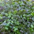 thumbnail image 5 of Colorful Mustard Microgreens Seed Mix - 5 Lb ~1.2M Seeds- Colorful Blend of Mustard Micro Greens Seeds Including Green, Purple, and Red Mustard Seeds, 5 of 6