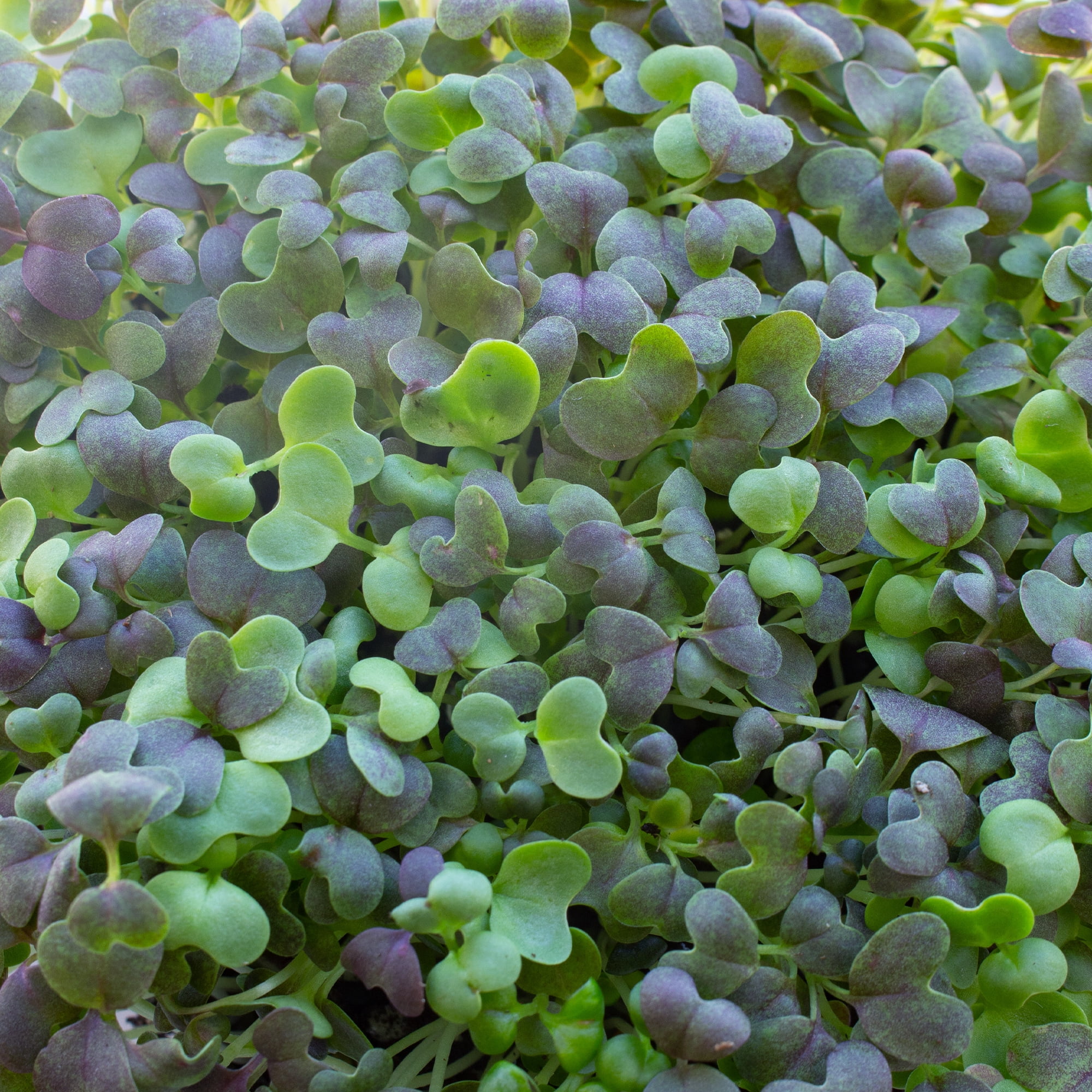 Colorful Mustard Microgreens Seed Mix - 1 Oz ~15,000 Seeds- Colorful Blend of Mustard Micro Greens Seeds Including Green, Purple, and Red Mustard Seeds