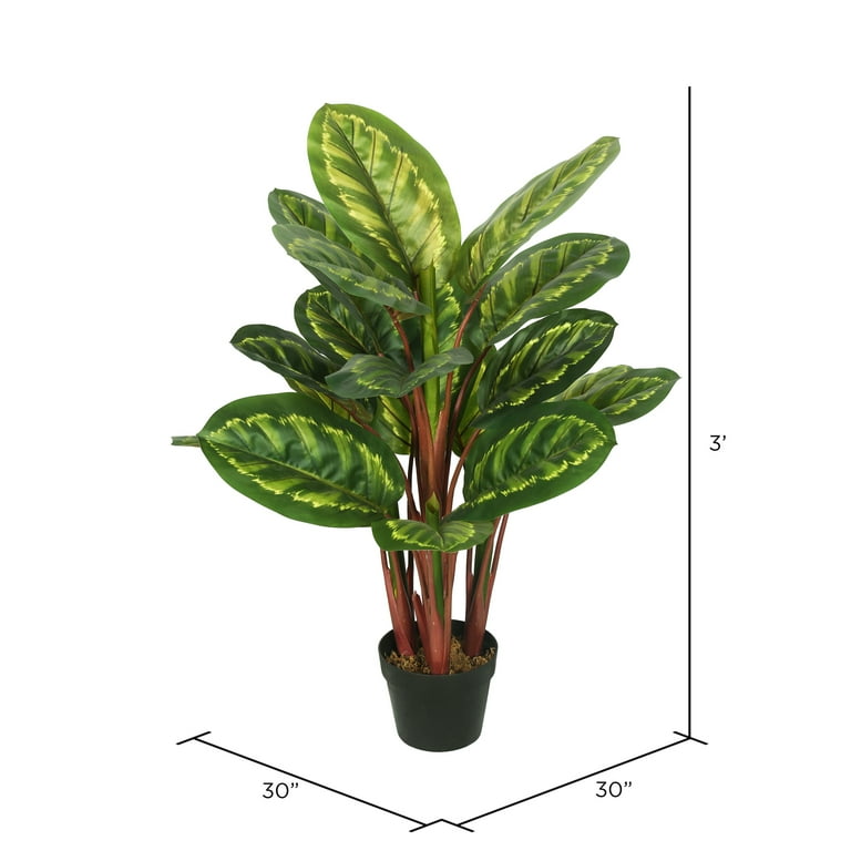Vickerman 3' Artificial Green and Brown Peacock Plant, botanical name  Calathea. - Walmart.com