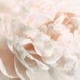 thumbnail image 2 of Pollard, David 20x20 White Modern Wood Framed Museum Art Print Titled - Peony Pale Sepia I, 2 of 4