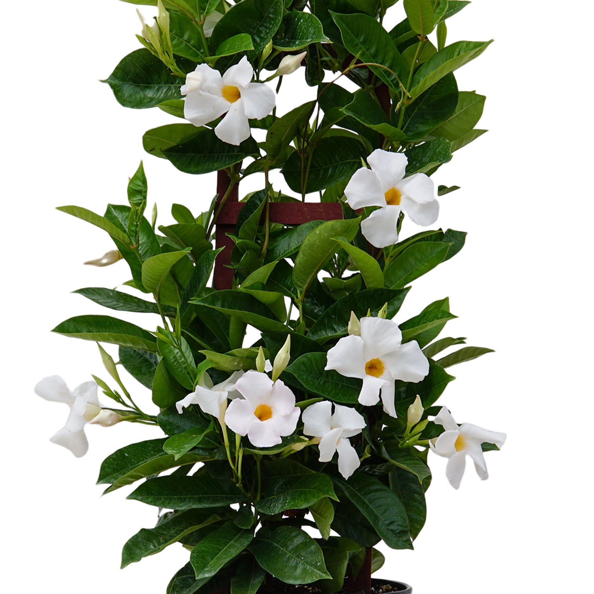 United Nursery Sun Parasol Giant 28-30" White Mandevilla Live Plants in 9.25" Grower Pot