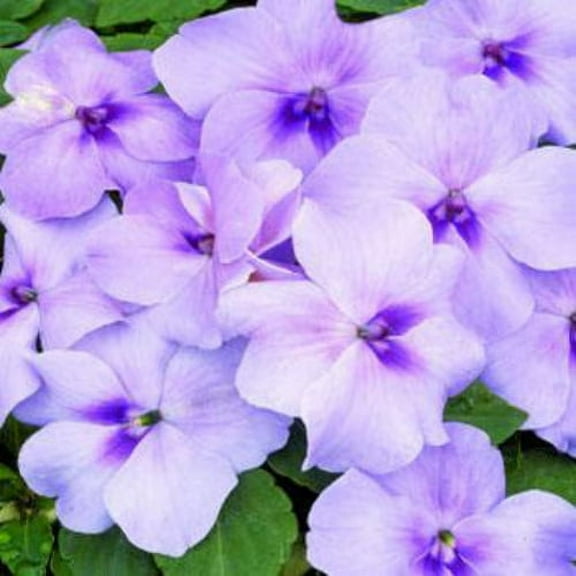Outsidepride Impatiens Lavender - 200 Seeds