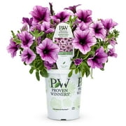 Proven Winners 4in Supertunia Bordeaux, Live Plants Full Sun