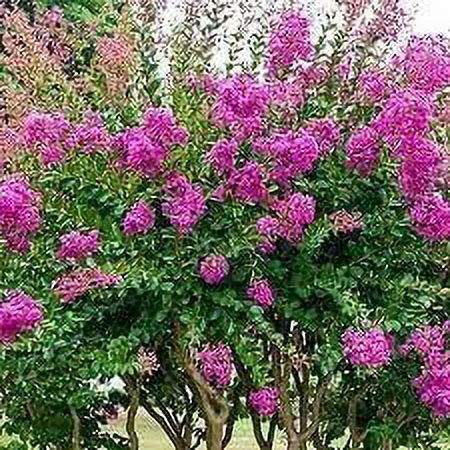 Crape Myrtle Catawba 1 Extra Large 3 Gallon Plant I Purple Flowering ...