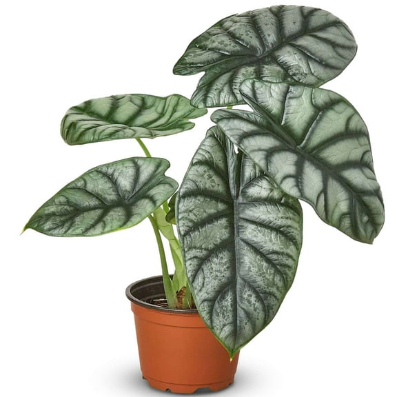 Alocasia Silver Dragon Live Plant for Indoor | Different Houseplants in 4'' & 6'' Pot | Real House Plant for Living Room, Office, Desk & Bathroom | Alocasia baginda