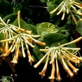 thumbnail image 3 of John Clayton Climbing Honeysuckle Vine - Lonicera - 2.5" Pot, 3 of 4