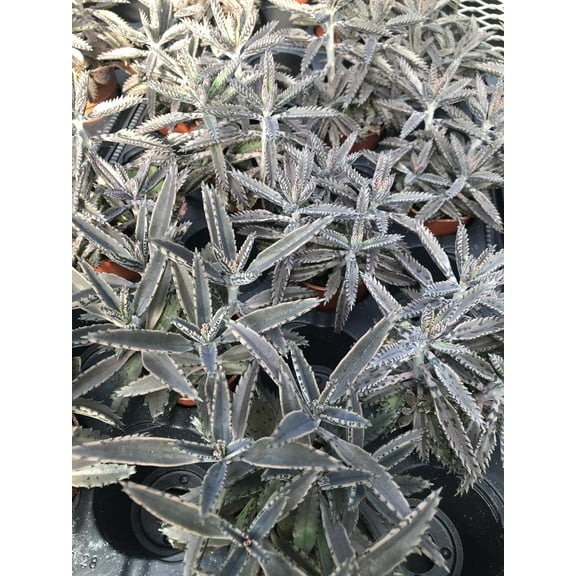 Kalanchoe ~ Mother of Thousands ~ Aligator Plant ~ Live Plant for Home Office or Garden