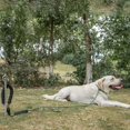 thumbnail image 4 of Piquet d'Ancre pour Chien de Camping en Acier Inoxydable, Piquet à Nouer pour Animaux de Compagnie, Extérieur, 30 cm, 4 of 9
