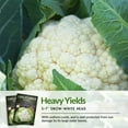 thumbnail image 6 of Snowball Cauliflower Seeds - 5 Pack - Non-GMO Heirloom Full Sun Biennial Vegetable, 6 of 9