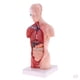 thumbnail image 1 of 2 Pedazos Modelo de Torso Estructura de Cerebro Viscera Suministro de Laboratorio 28cm, 1 of 9