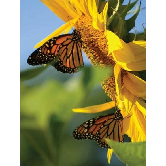 Nodin Press Blank Journals Butterfly Sunflower Blank Journal, (Hardcover)