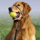 thumbnail image 3 of Cubrebocas para perros, adiestramiento canino, antidisturbios, apresuramiento y tirones de la correa del perro, adiestramiento para pasear perros, 3 of 5