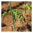 thumbnail image 7 of Garden Stakes 6-Ft for Climbing Plants Supports Pole 20 Pack Rust-Free Plant Sticks Fence Post, 7 of 7