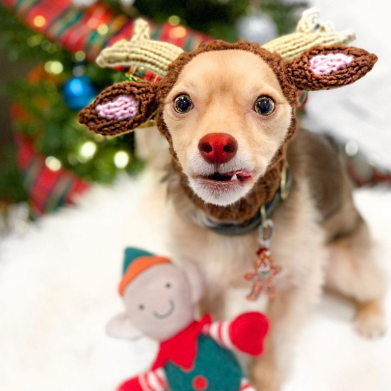 Rudolph ears for dogs sale