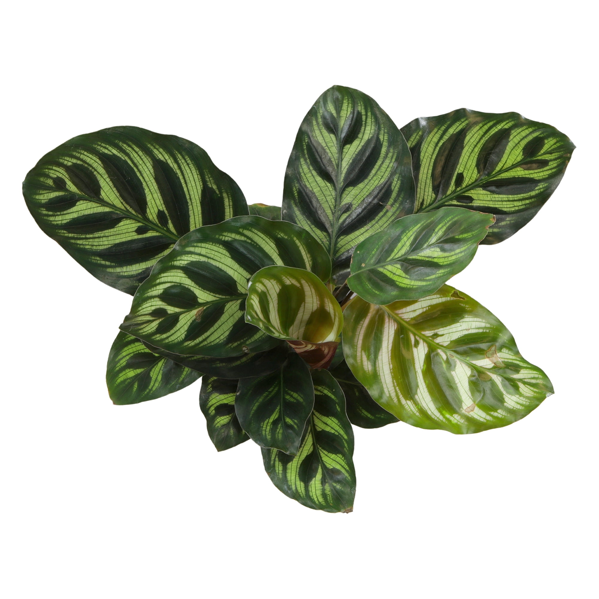 Calathea Makoyana, Pet-Safe Houseplant | 4.25in Decor Pot; Indirect Light | Element by Altman Plants