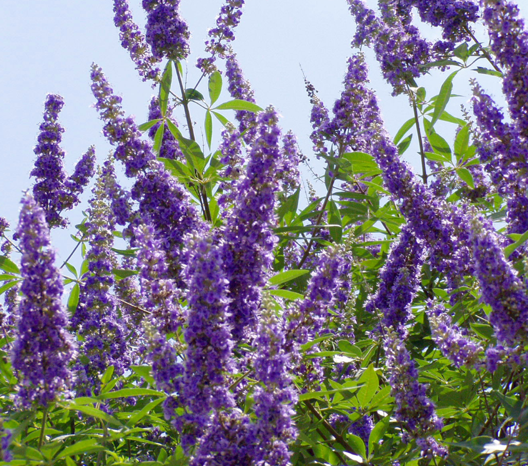 Set 2 Vitex Plants Live for Planting, Lilac Chastetree Plants Lilac Bush Plants for Garden 4inch Pot - Dormant in Winter