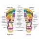 thumbnail image 3 of Zapatillas de masaje de acupresión, masajeador de pies, zapatillas de masaje de acupuntura con piedra de Jade, zapatos, sandalias de reflexología para hombres y mujeres, 3 of 5