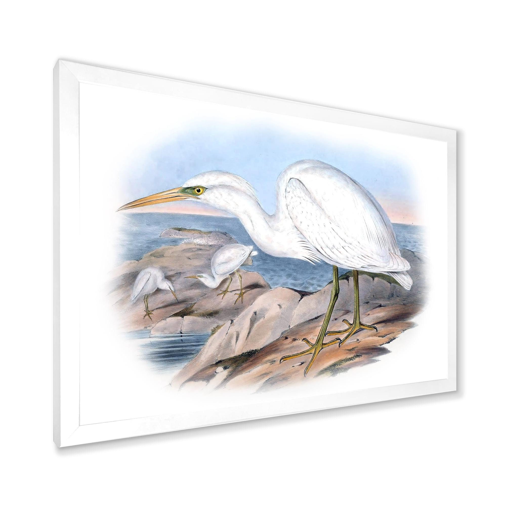 Designart 'Ancient Australian Birds XIII' Traditional Framed Art Print
