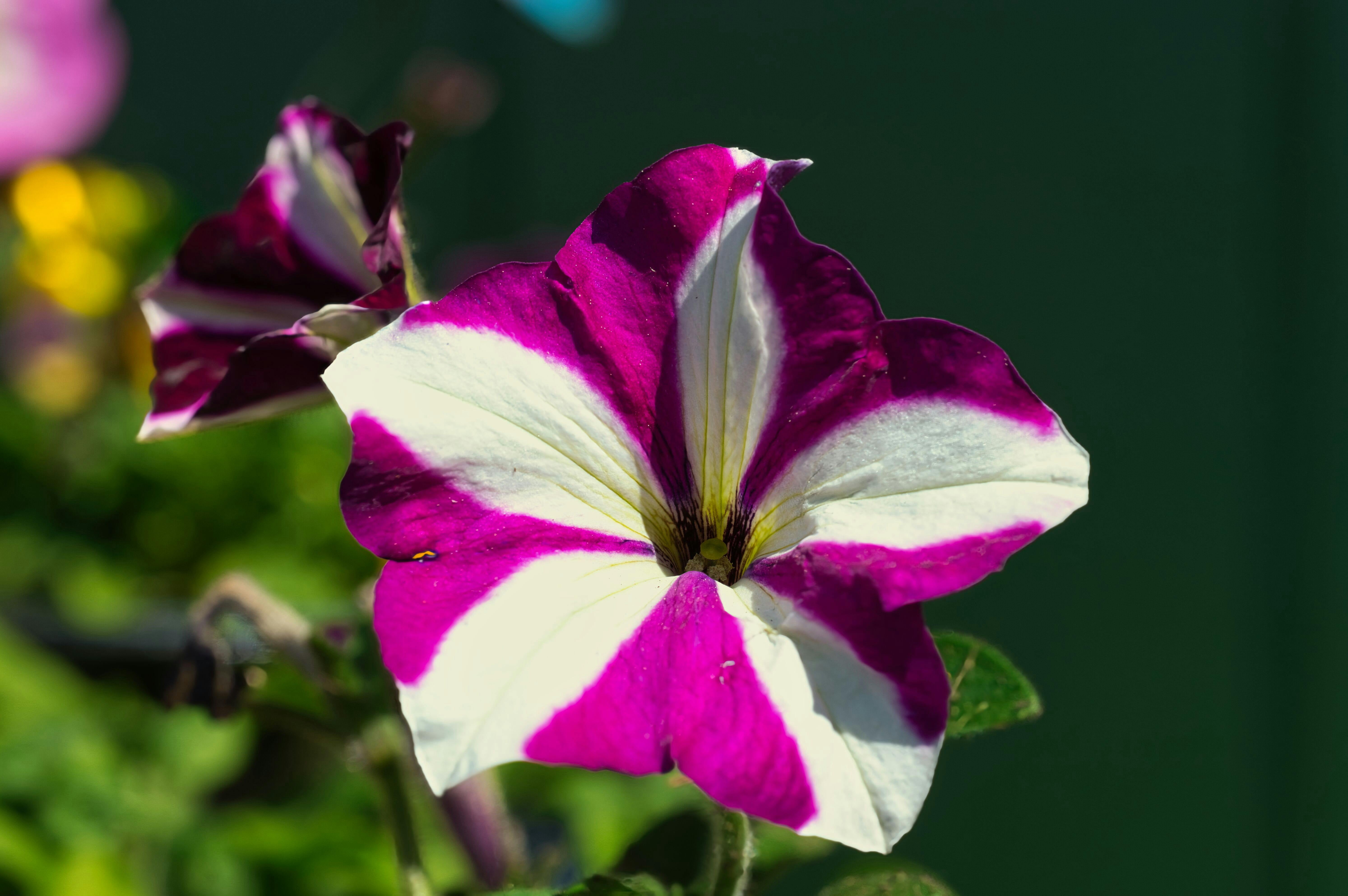 Amore 1.5 Gallon Petunia Pet-Friendly Purple Prince, Live Annual Plant, Full Sun