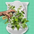thumbnail image 2 of Toilet Spray (Previously Call of Doody) - Poop Odor Eliminator, Use Before You Go, Bathroom Essentials, Air Freshener, Great Gift! (Spearmint), 2 of 4