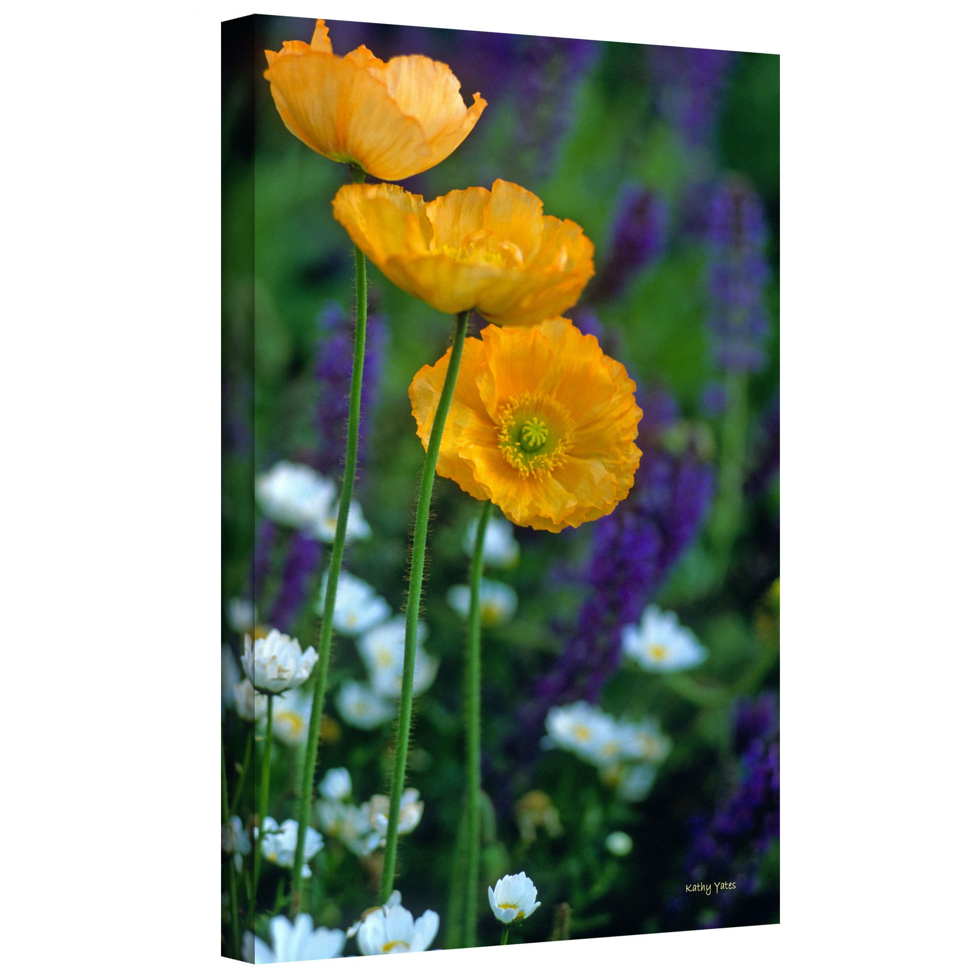 ArtWall Kathy Yates "La Playa Poppies" Gallery-wrapped Canvas