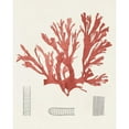 thumbnail image 3 of Unknown 20x24 Black Modern Framed Museum Art Print Titled - Vintage Coral Study IV, 3 of 5