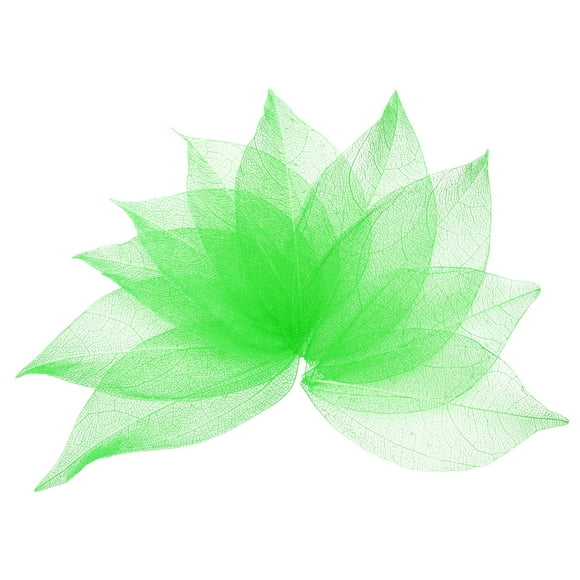 100 Pcs Hojas Esqueléticas Verdes, 2"- 3" Hojas Prensadas de Árbol de Caucho para Álbumes de Fotos y Manualidades