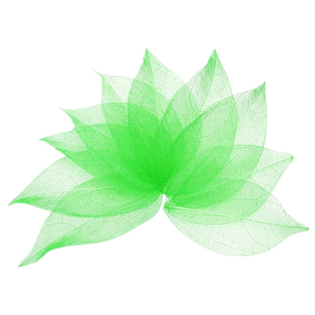 100 Pcs Hojas Esqueléticas Verdes, 2"- 3" Hojas Prensadas de Árbol de Caucho para Álbumes de Fotos y Manualidades