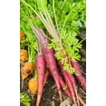 thumbnail image 4 of TomorrowSeeds - Purple Dragon Carrot Seeds - 3000+ Count - For 2026 Planting Cosmic Orange Yellow, 4 of 9
