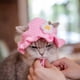 thumbnail image 4 of Gorro de gato tejido a mano, gorro de para mascotas, gorro de dibujos animados para Navidad, Halloween, accesorios de disfraz de acción de Rosado Gloria Gorro de gato de punto, 4 of 7