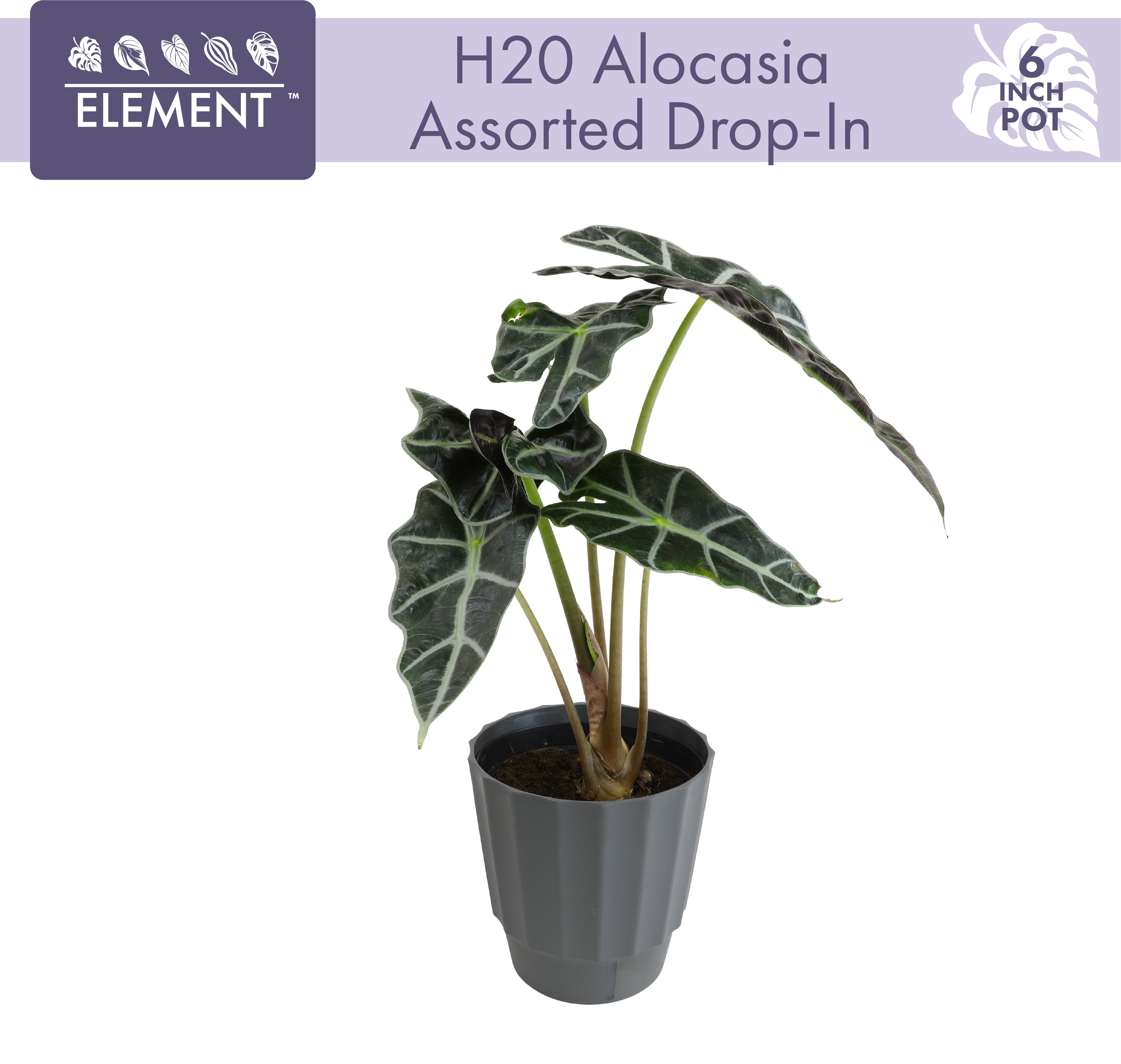 Element by Altman Plants 6in Alocasia Plant in H20 Self Watering Pot