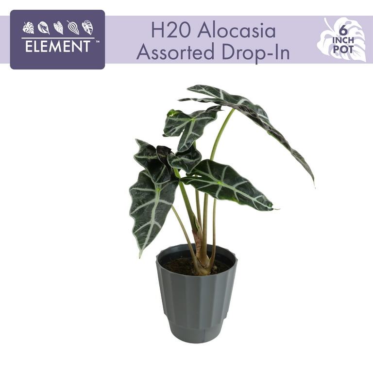 Element by Altman Plants 6in Alocasia Plant in H20 Self Watering Pot -  Walmart.com
