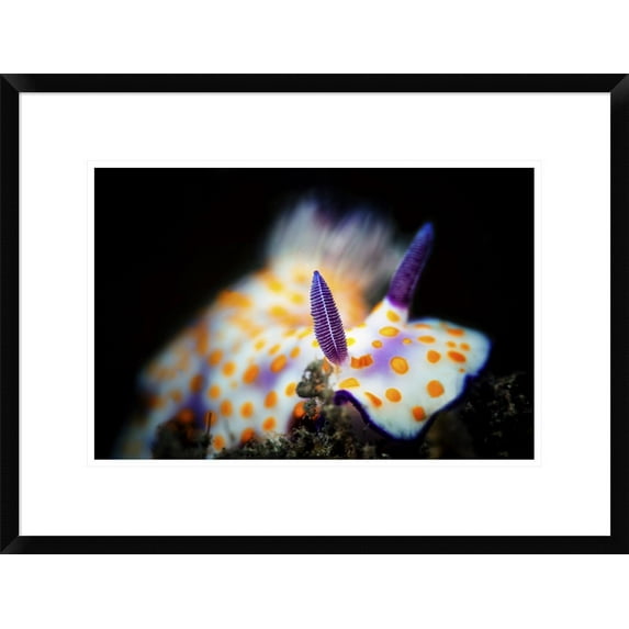Global Gallery Barathieu Gabriel 'Nudibranche' Framed Wall Art