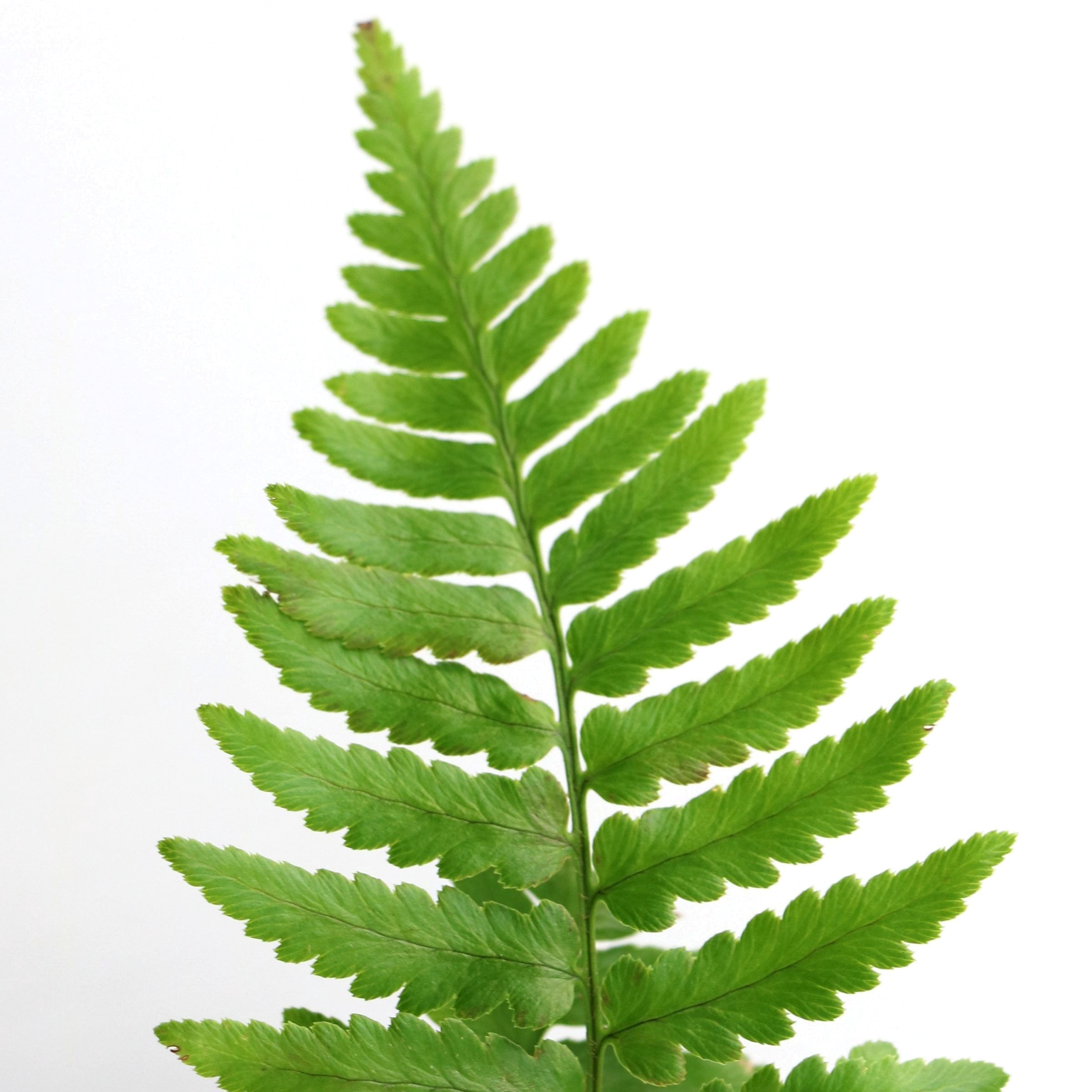 National Plant Network 1 gal. Southern Shield Fern