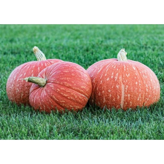 10 Red Eye Pumpkin Seeds for Planting - Exotic Red Spotted Pumpkins