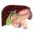 thumbnail image 4 of Modelo de anatomía del estómago humano, herramienta de enseñanza de anatomía, modelo compacto de estudio para estudiantes, para estudio, demostración, 4 of 8