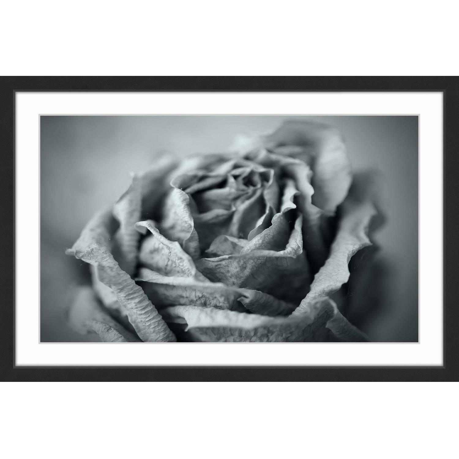 "Classic Rose in Grey" Framed Painting Print