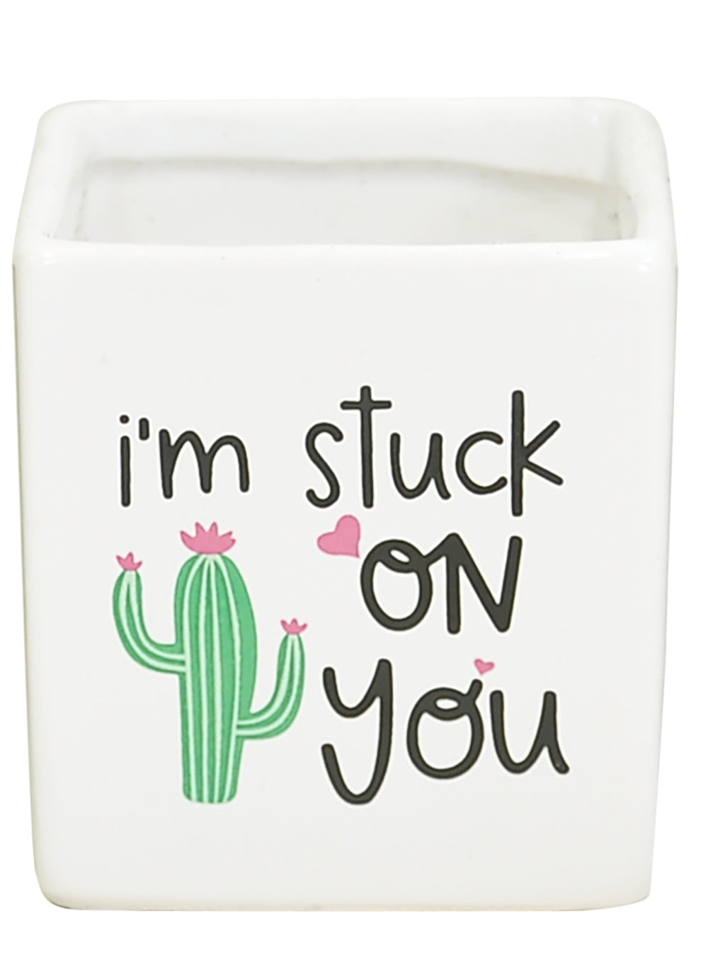 Costa Farms 2-4" Tall Small Cactus, Bright Direct Sunlight, Indoor Live House Plants