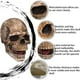 thumbnail image 3 of Máscara con forma de calavera CosRibe, espeluznante mandíbula móvil, látex, para Halloween, gris, 3 of 8