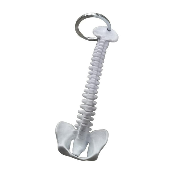 Llavero con forma de columna vertebral humana en miniatura, modelo de columna vertebral humana de PVC, llavero con colgante para billetera. Blanco