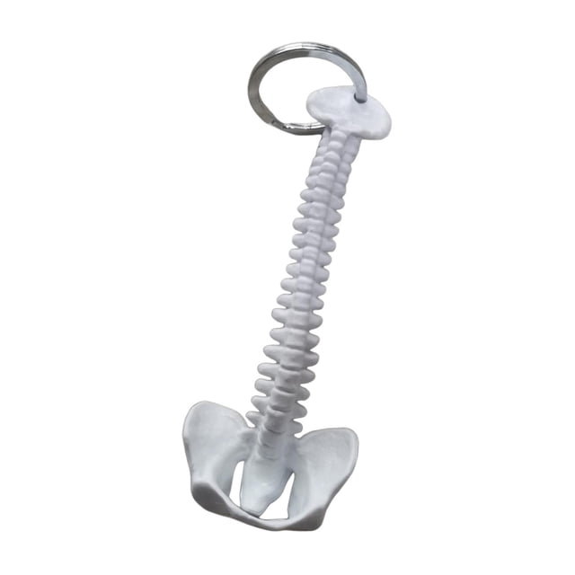 Llavero con forma de columna vertebral humana en miniatura, modelo de columna vertebral humana de PVC, llavero con colgante para billetera. Blanco