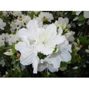 Girards Pleasant White Azalea